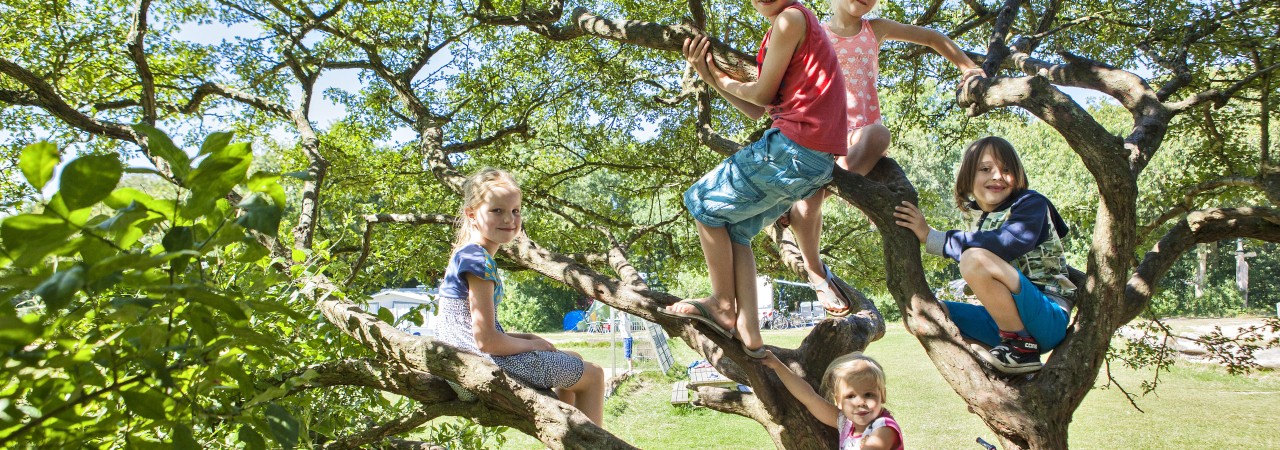 Geversduin kinder baum klettern